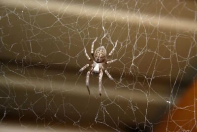 Surge Pest Control