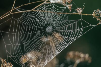 Modern Pest Solutions